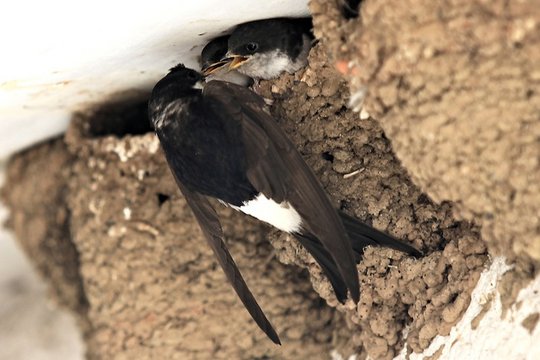 Mehlschwalben bei der Fütterung, Quelle: NABU